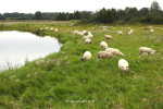 Waterbuffer Dakhorst